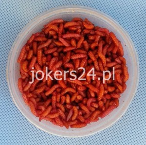 Robak pomarańczowy gruby 0,25 l 