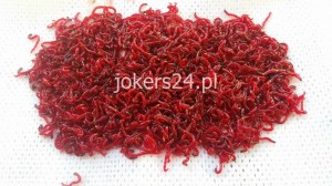 Ochotka hakowa porcja 50 g