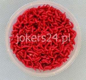 Robak czerwony gruby 1 l